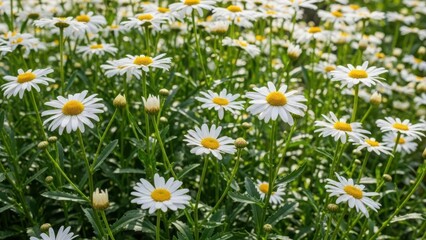 White daisies blooming in a lush green field with natural sunlight and vibrant flowers