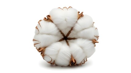Isolated Cotton Boll on White Background for Textile and Organic Product Design