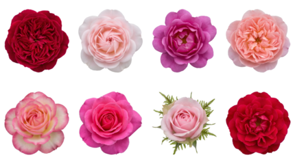 Floral Botanical Collection Rose Blossom Set Red Pink Peach Blooms Isolated Petals Realism Style