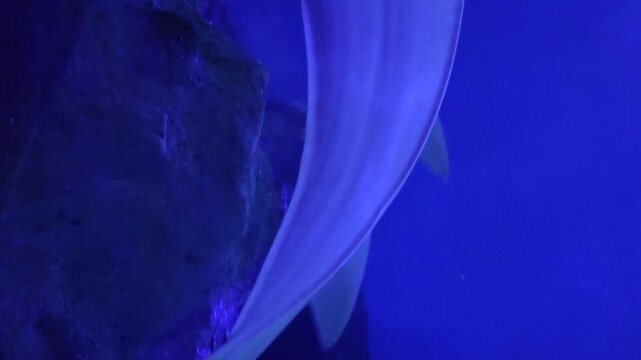 Fish with Human-face-like smiling expression fish also known as Thornback ray and Jinmengyo fish.