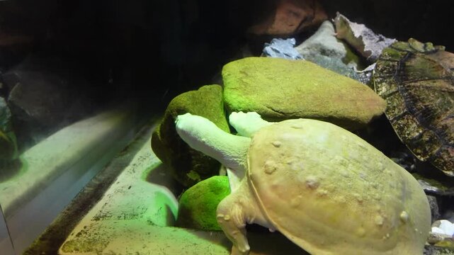Rare white turtle, also known as an albino or leucistic turtle showcasing rare coloration and delicate features.
