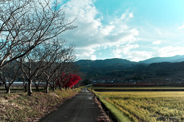 日本の晩秋の色は赤くて美しい