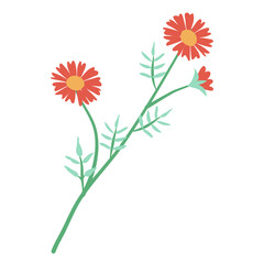 Cosmos flower vector illustration on white background