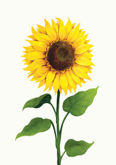 sunflower on white background