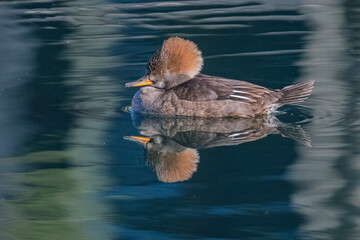Female Hooded Merganser Duck Reflected on Calm Water in Cupertino