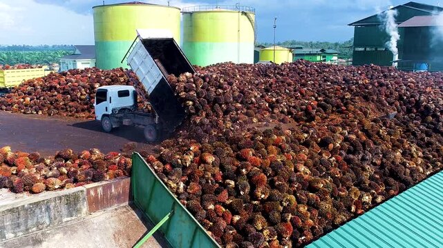 High-Angle View: Logistical Process of Unloading Fresh Palm Oil Fruit Bunches at a CPO Mill Station