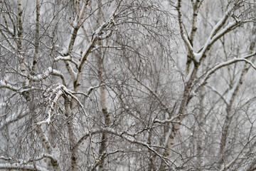 Obraz premium Arching birch branches lined with snow, soft curves creating winter silhouette, dark buds punctuating white lines, overcast sky and calm mood with gentle natural geometry