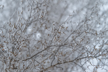Interlaced twigs dressed in lacy frost, intricate filament patterns create airy texture, monochrome winter palette with subtle warm stems, quiet stillness and fragile beauty