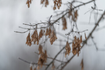 Frozen seed pods, Wintertime dried plant formations, Accumulated dried samara clusters in winter, Crisp dried samaras draped beneath snow in rustic winter landscape mood