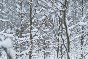 Wildlife habitat with seedfilled branches and protection features, Natural shelter environment featuring embedded food sources and conservation elements for ecosystems