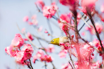 梅の花の蜜を求めるメジロ
