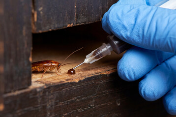 Applying cockroach bait gel from a syringe into a kitchen cabinet hinge