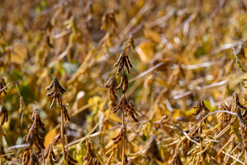 Soybean stalks in warm evening glow casting long highlights, silhouette effect, pastoral ambience,...