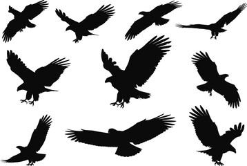Flying eagle silhouette set, black bird of prey wings spread illustration, wildlife freedom motion concept, cad drawing flat vector isolated