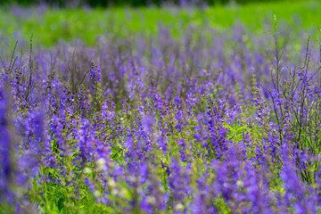 Fototapeta premium A Beautiful and Vibrant Purple Wildflower Field in Full Bloom, Captivating Natures Palette