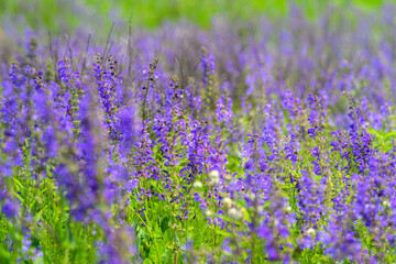 Fototapeta premium The Vibrant and Colorful Purple Flower Fields Are in Full Bloom and Beautifully Flourishing
