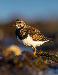 Small shorebird with colorful plumage standing on seaweed