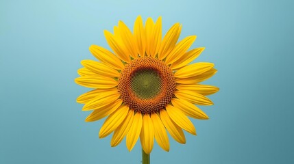 Obraz premium Yellow Sunflower Head On Blue Background