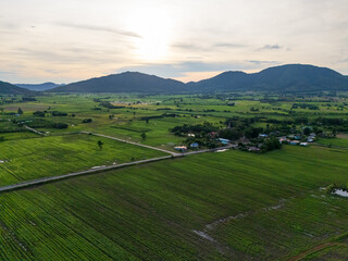 Aerial View of Green Agricultural Fields in Thailand Countryside