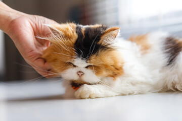 Calico Long-Haired Cat Being Gently Petted While Resting