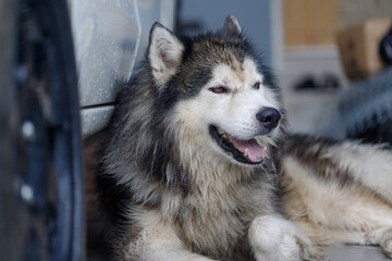 Close-up of Siberian Husky a wet fluffy dog with calm expression