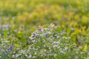 Vast floral landscape, Endless meadow filled with daisies, Large natural field adorned with...