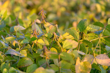 Dense soybean canopy glowing in golden light, functioning as cover crop for soil protection and...
