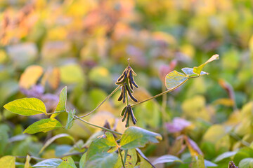 Intimate shot of soybean pods with subtle color transitions and texture, Close examination of young...