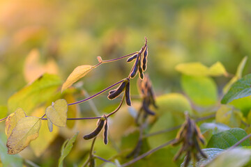 Young soybean pods backlit macro detail strong rim light revealing pod texture and leaf veins, high...