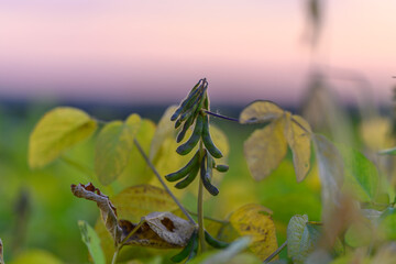 Plantbased beans against evening sky, Agricultural harvest imagery under pastel twilight hues,...