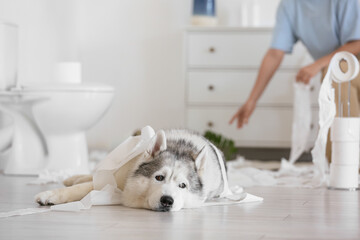 Naughty dog with toilet paper lying on floor against woman cleaning in messy restroom