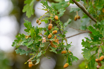 The Oak Tree Displays Its Acorns and Leaves During the Late Summer Season of the Year
