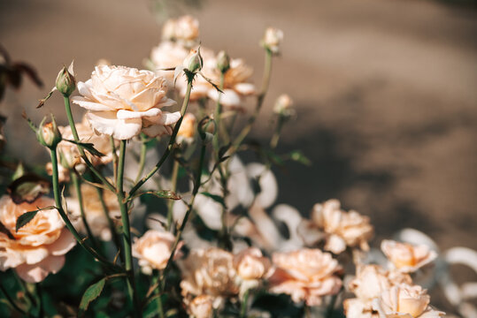 ピンクの薔薇