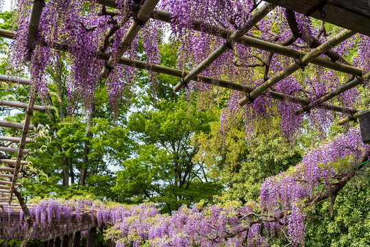 Wisteria Trellis" Images  Browse 779 Stock Photos, Vectors, and Video |  Adobe Stock