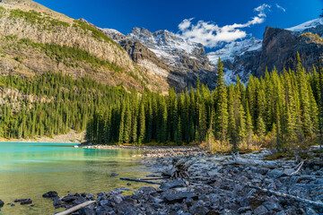 Banff National Park Moraine Lake rocky shore with pine forest and snowy peaks. Alberta, Canada