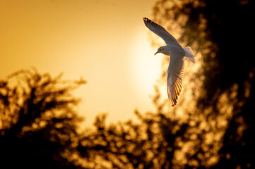 the sunlight illuminating the feathers from behind, creating a beautiful translucent "glow" effect on the wingtips.