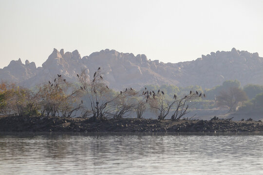 birds perching on tree