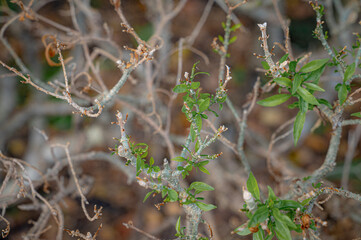Renewal and Growth: An intricate network of branches, delicately adorned with the vibrant hues of...
