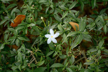 Serene Single Bloom: A pristine white flower blossoms amidst lush green foliage, showcasing...