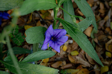 Blue Flower's Charm: A captivating close-up captures a vibrant blue flower, blooming amidst lush...