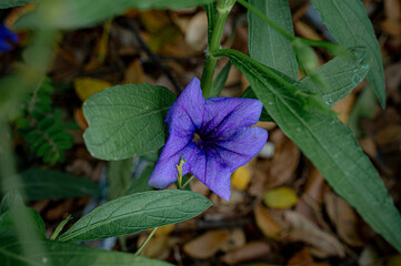 Purple Flower in Bloom: A close-up view captures the intricate details of a vibrant purple flower...