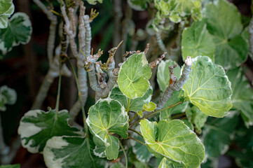 Botanical Beauty: A close-up view of vibrant plant with striking green and white leaves showcases...
