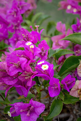 Bougainvillea Beauty: Delicate purple bougainvillea blooms, a vibrant explosion of color, grace a sun-drenched garden, evoking feelings of serenity and natural beauty.