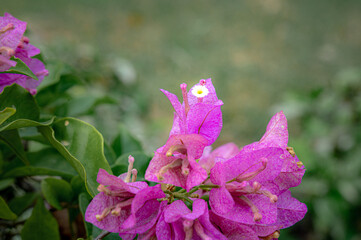 Pink Flower in Bloom: Delicate pink bougainvillea blooms gracefully, their vibrant petals set...