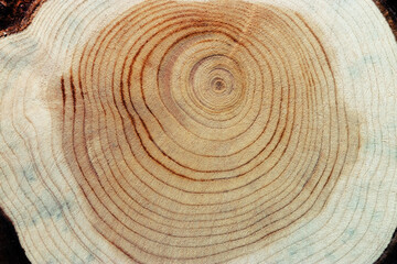 Slice of wood timber with juniper tree rings as natural geometric pattern, abstract nature...