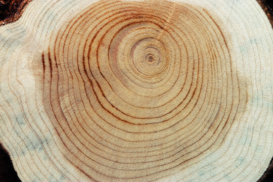 Slice of wood timber with juniper tree rings as natural geometric pattern, abstract nature background. Natural wooden organic textures and shapes, monochrome brown beige gradient color, earthy color
