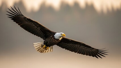 Obraz premium Bald Eagle Soaring Through the Sky.
