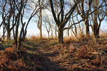 Obraz premium るり渓深山ハイキングコース