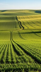 Green Agricultural Field Landscape with Rows of Crops.