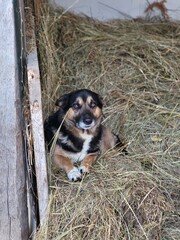 Medium breed dog similar to a German Shepherd sitting on hay looking up